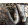 Britannia Floral Indoor Rug
