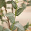 Eucalyptus artificiel Aldina avec grand pot de fleurs blanc, faux eucalyptus en pot