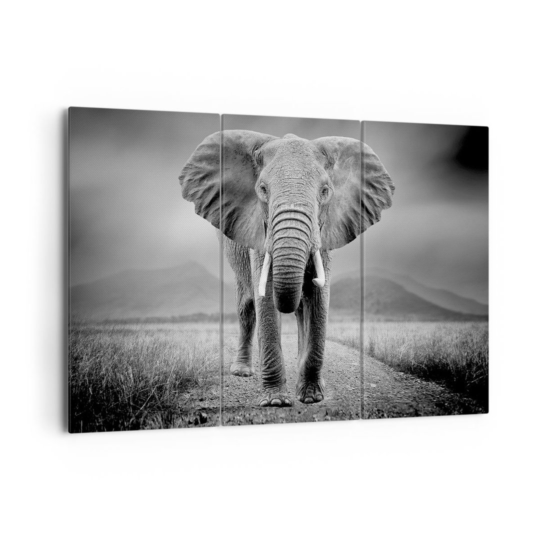 3-tlg. Leinwandbilder-Set Elephant Wildness Nature