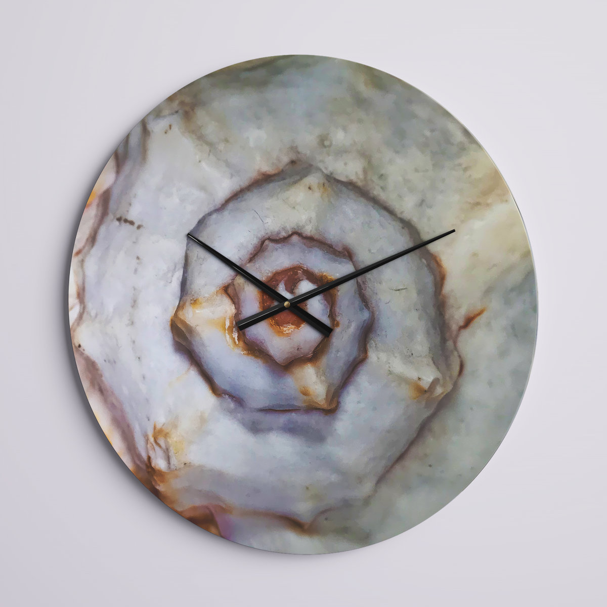 The Twillery Co.® Suazo Great Skeleton of Sea Shell Wall Clock ...