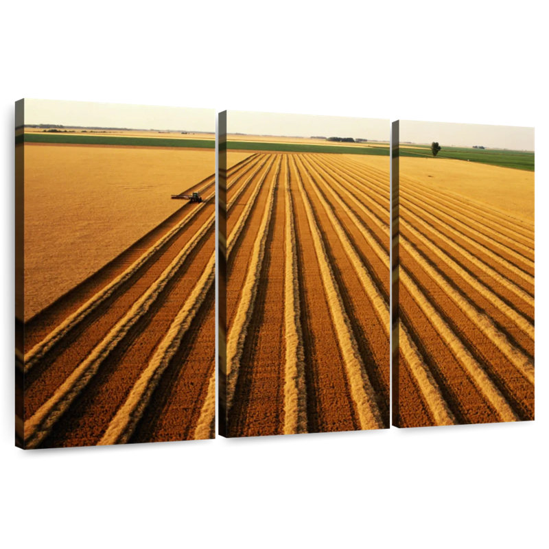 Wheat Field Lines