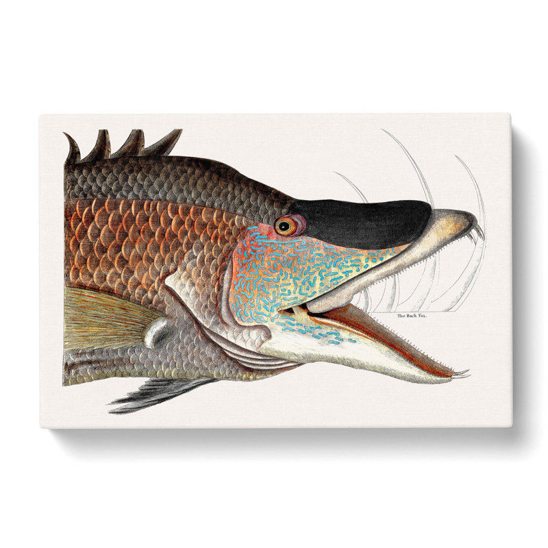 Great Hog-Fish by Mark Catesby - Wrapped Canvas Painting Print, 40cm H x 60cm W x 3cm D