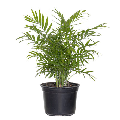 United Nursery Live Palm Plant Low Maintenance Plant in Rattan Nursery Pot