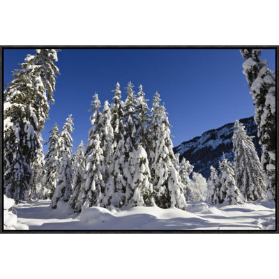 " Coniferous Forest In Winter, Wetterstein Mountains, Alps, Upper Bavaria, Germany "