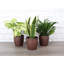 Live Low Light Houseplant Set