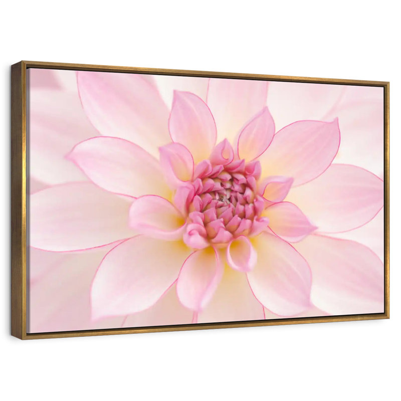 Pétales de dahlia rose clair, Cadre flottant doré, 31 po x 21 po