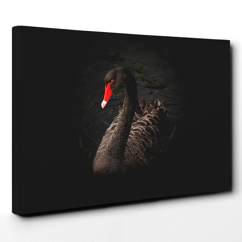 Black Swan Photographic - Wrapped Canvas, 50cm H x 76cm W