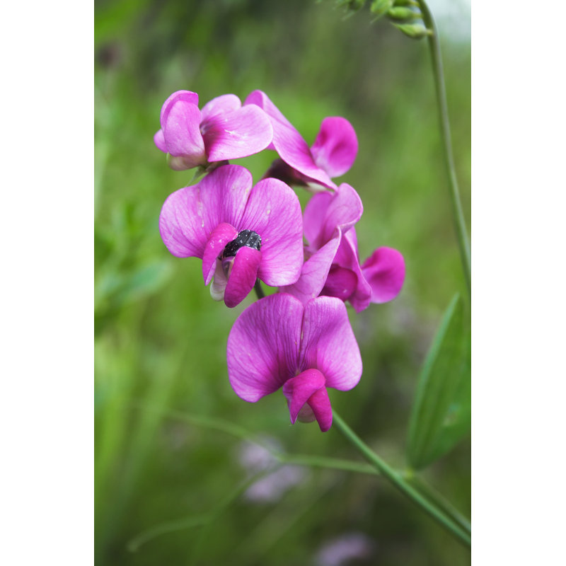 Beheler Peas Flower - Wrapped Canvas Print, 46cm H x 30cm W x 3.8cm D