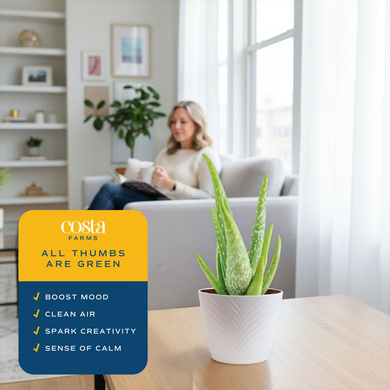 Aloe Succulent in Planter