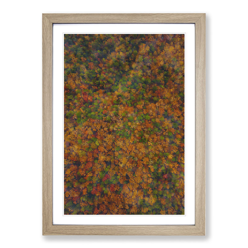 Thousands of Trees - Picture Frame Graphic Art, 36cm H x 27cm W x 2cm D, Oak
