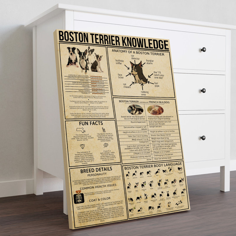 Toile tendue Boston Terrier, H 36 po x l 24 po x P 2 po