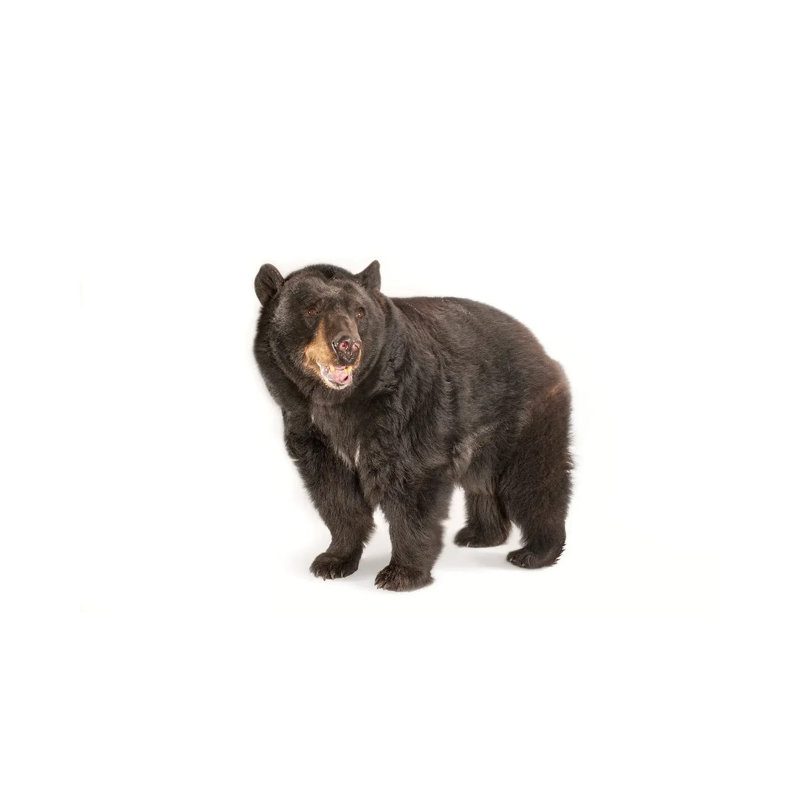 A Federally Threatened North American Black Bear At Omaha Zoo's Wildlife Safari Park by Joel Sartore - Gallery-Wrapped Canvas Giclée on Canvas