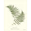 Plants & Flowers Set by Sandy Whitaker