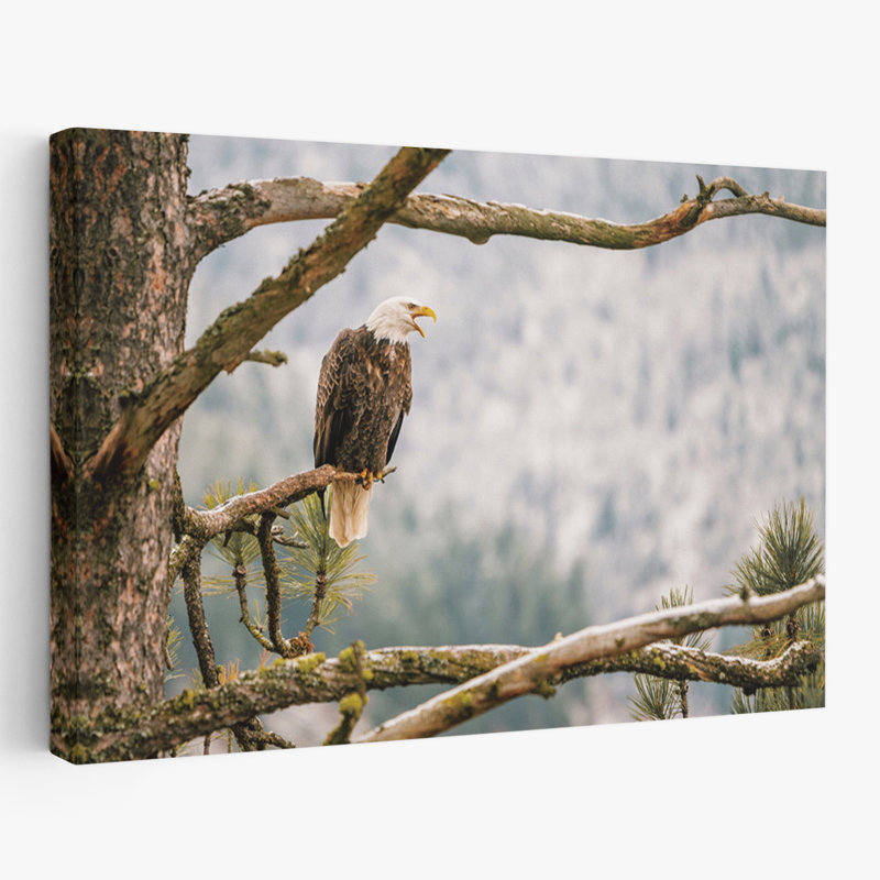 Sentier - photographie, animaux, oiseaux, aigles, art, H 40 po x l 60 po