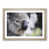 Oak Framed selected