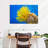 Brampt Yellow Feather Starfish-107847530