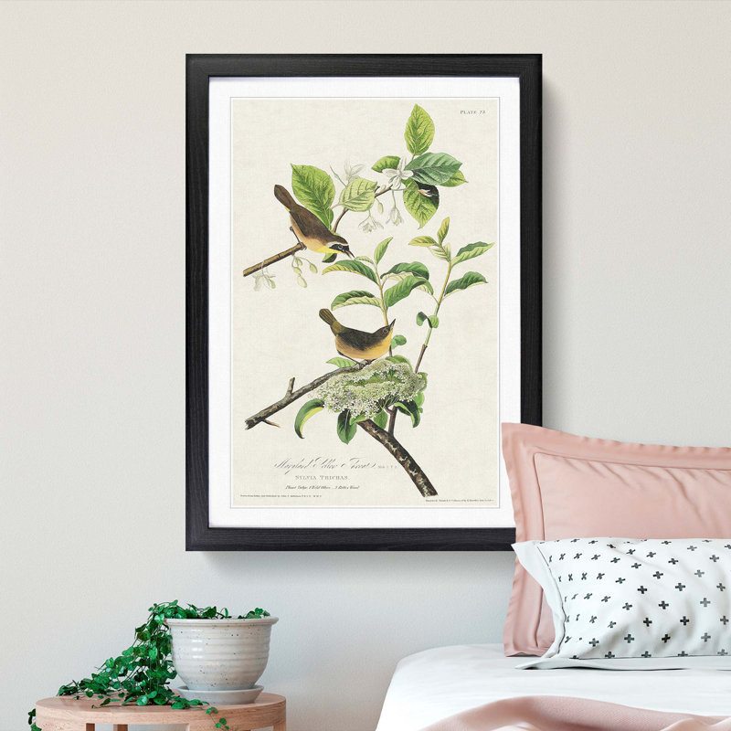 Yellow-Breasted Warbler Birds by John James Audubon - Picture Frame Graphic Art Print, Black Framed, 36cm H x 27cm W x 2cm D