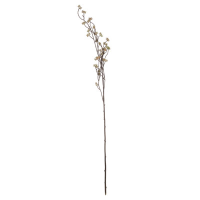 Anastasija Arrangement