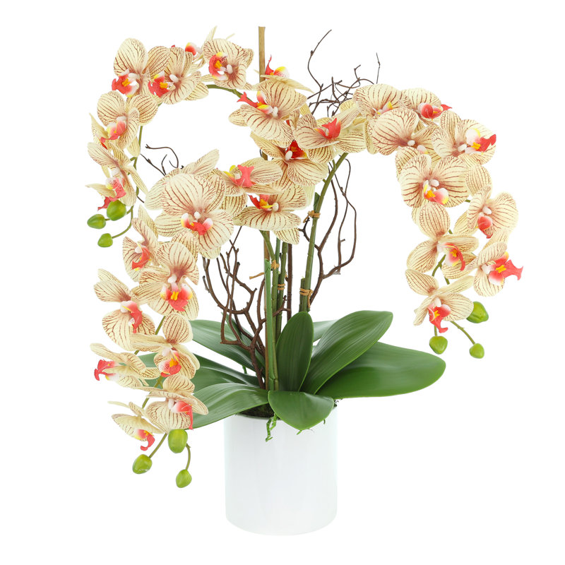 Modern Orchid Arrangement in Round Fiberstone Pot, Brown/Beige/Orange