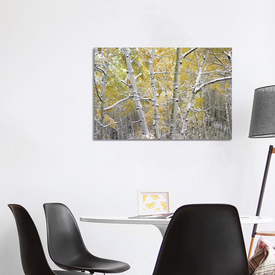 Quaking Aspen Trees Covered With Snow Near Kebbler Pass, Gunnison National Forest, Colorado I by Tim Fitzharris - Wrapped Canvas Print