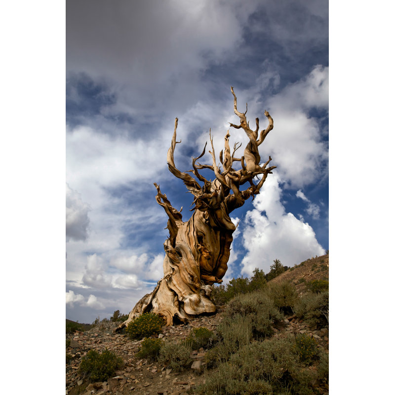 «Antique Bristlecone Pine Tree» par Hls maintenant - photographie sur toile tendue, L 8 po x H 12 po