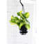 Live Brazil Philodendron Plant in Hanging Pot