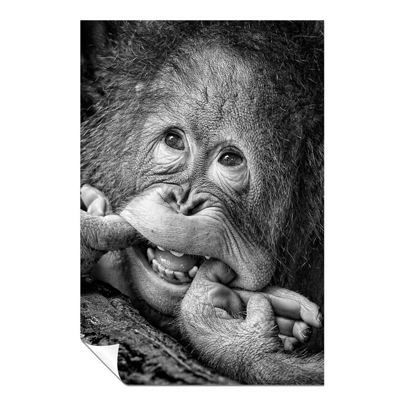 Smiling Monkey Close Up - Wrapped Canvas Print, 91cm H x 61cm W
