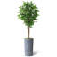 75 plantes-97992044