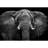 Elephant Removable Self Adhesive Large Wallpaper-93930812