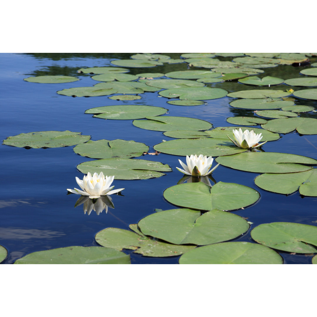 Leinwandbild Three White Water-Lilies