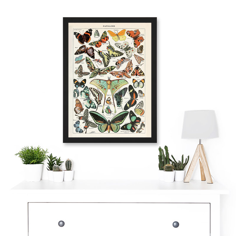 Millot Encyclopedia Vintage Variety Butterflies Moths Nature 1 Piece Single Picture Frame Wall Art