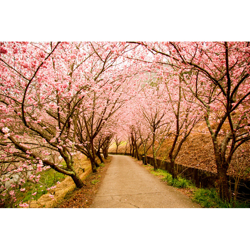 Sakura Blossom - Photographie sur toile tendue, H 8 po x l 12 po