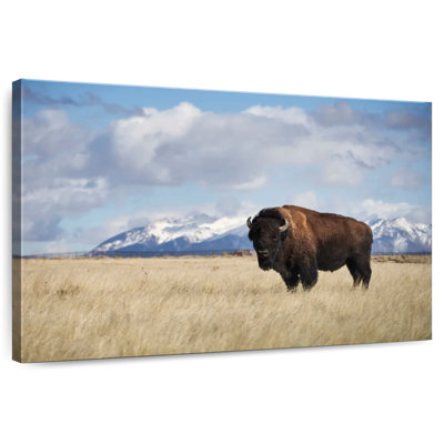 Lone Bison In A Field
