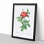 Red Gallic Roses by Pierre-Joseph Redoute - Picture Frame Painting Print-55597853-55597854