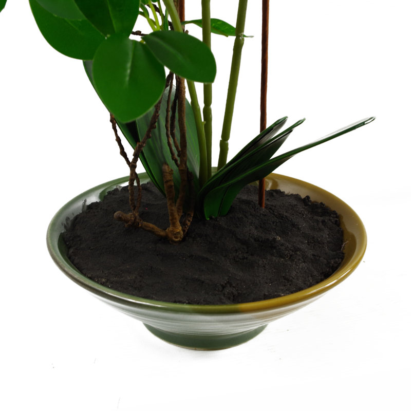 Angelean 65cm Plant