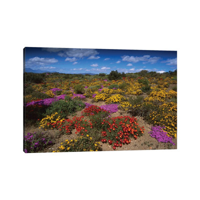 Dewflowers And Other Blooms, Little Karoo, South Africa by Tui De Roy - Wrapped Canvas Print