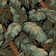 Alminus Jungle Fever Ebony Floral Area Rug