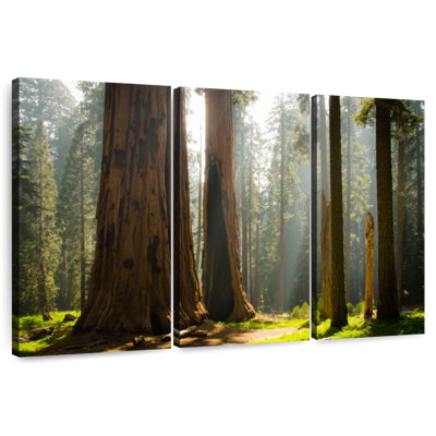 Harnek Kings Canyon Redwood