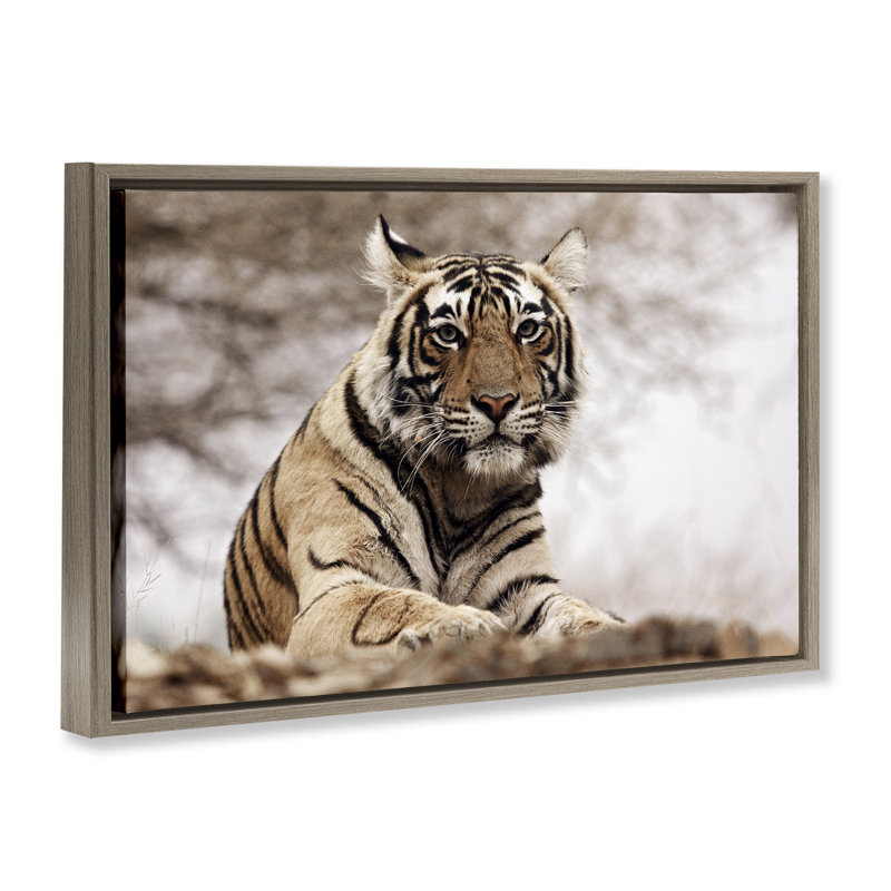 «Strong Tiger Atop Hill» par Danita Delimont, Cadre flottant orme Montalcino, H 17 po x l 25 po