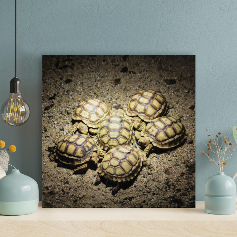 Six tortues jaunes et brunes - Reproduction d'art graphique carré sur toile tendue - 1 pièce, H 16 po x l 16 po