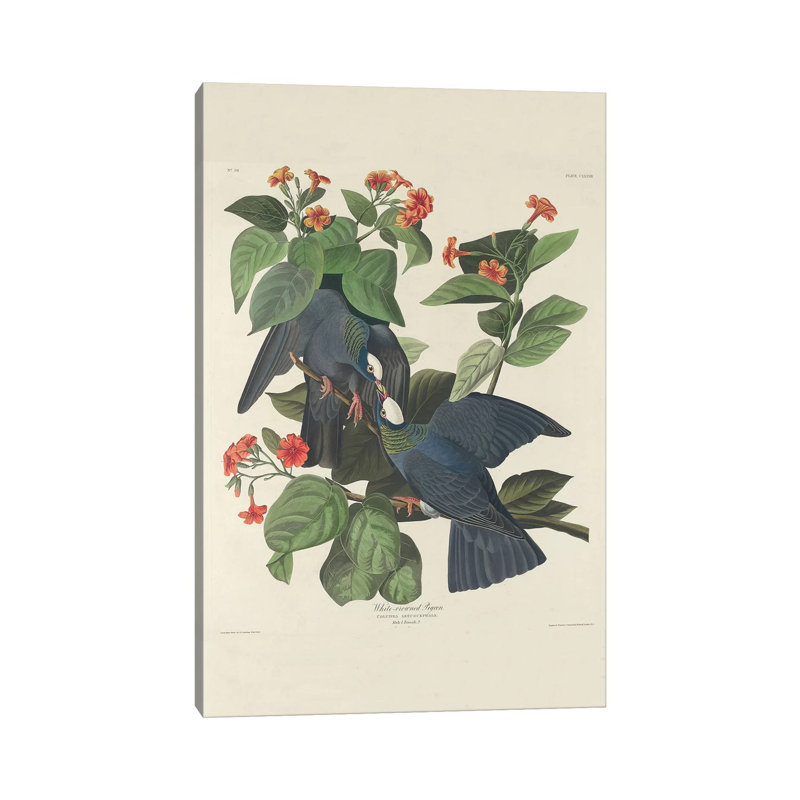 White-crowned Pigeon, 1833 by John James Audubon - Wrapped Canvas Gallery-Wrapped Canvas Giclée