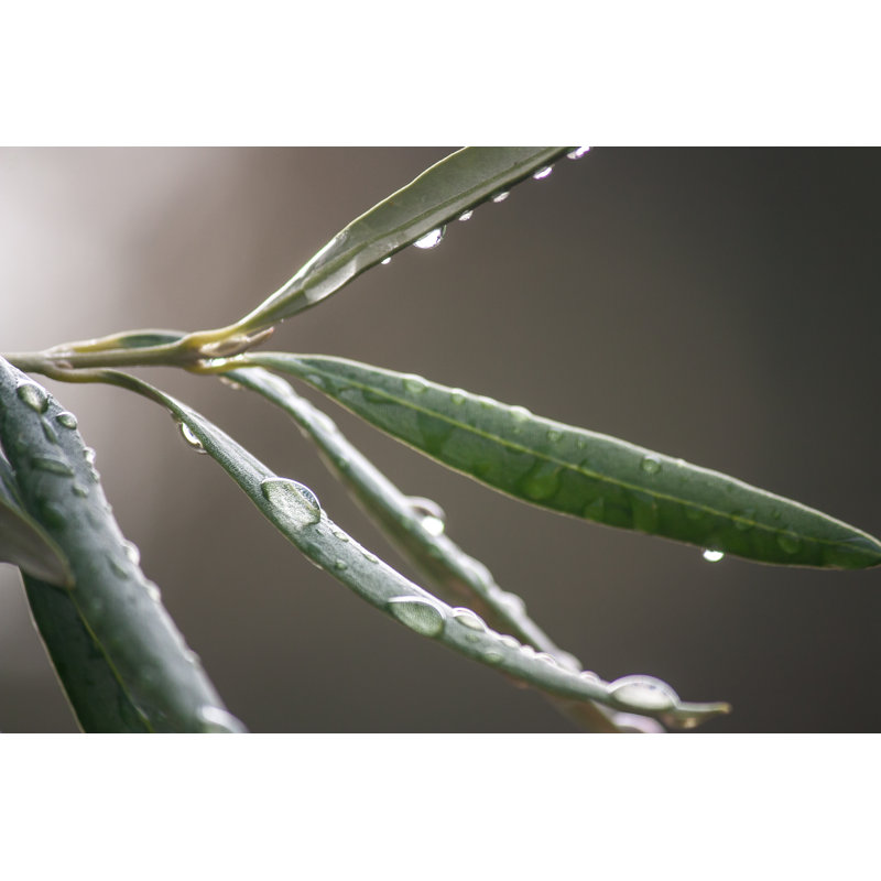 Olive Leaves by Zabudorio - Wrapped Canvas Print, 20cm H x 30cm W