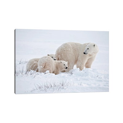 Canada, Manitoba, Churchill. Polar Bear Mother and Cubs on Frozen Tundra 1 Piece Wrapped Canvas Wall Art
