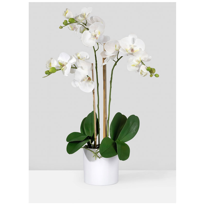 3 White Phalaenopsis Orchids In Pot
