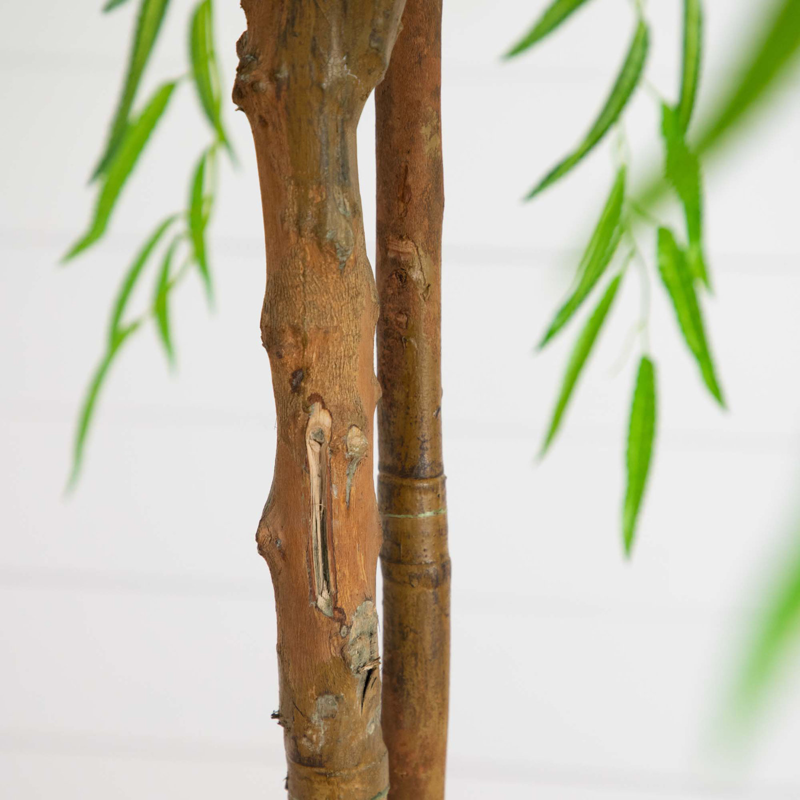 Willow Tree in Nursery Pot, 96" H x 40" W x 40" D