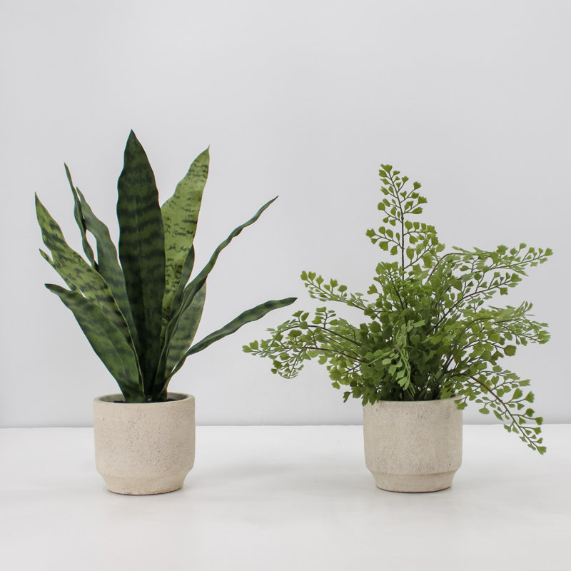PLANT 2PK POT Snake 17 po Fougère 16 po