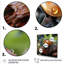 Coccinelle aventureuse III - coccinelle, art mural-1846919743-1846919712
