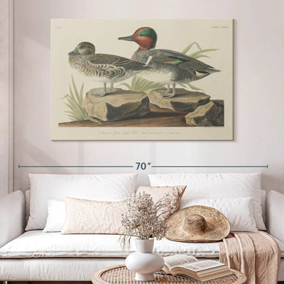 Green Winged Teal