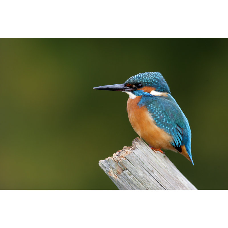 Martin-pêcheur, Alcedo Atthis par Mikelane45 - photographie sur toile tendue, L 36 po x H 24 po