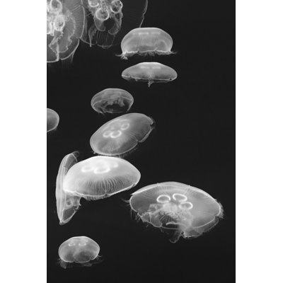 Jellyfish by Lingbeek - Wrapped Canvas Print